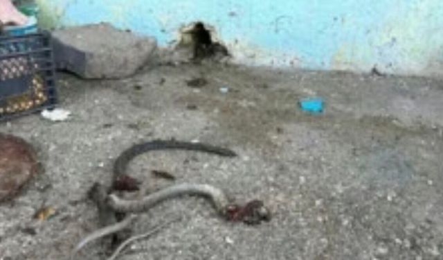 Yılan Korkusu Felakete Yol Açtı: 5 Yaralı