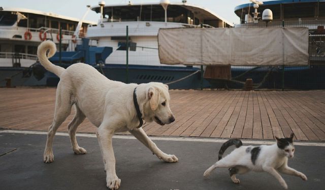 Türkiye'de Sahipsiz Köpek Sorunu Yeniden Gündemde