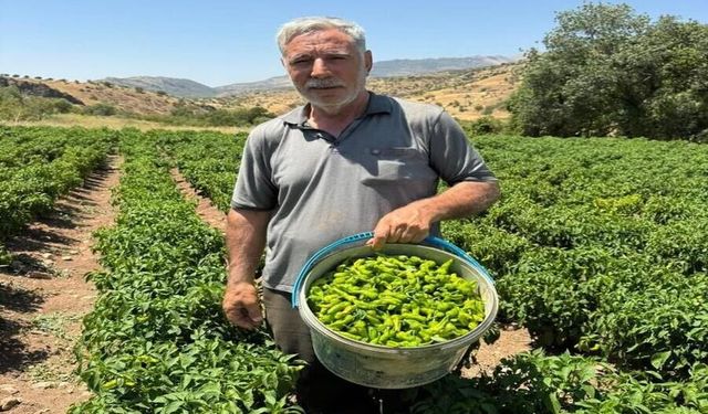 Diyarbakır’ın Tescilli Lezzeti Çermik Biberi Tezgâhlarda Yerini Aldı