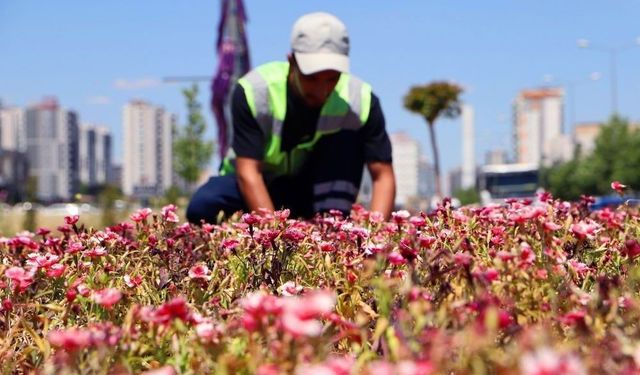 Diyarbakır'da Üretilen 500 Bin Çin Karanfili Toprakla Buluşuyor