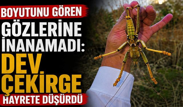 Boyutunu Gören Gözlerine İnanamadı: Dev Çekirge Hayrete Düşürdü!