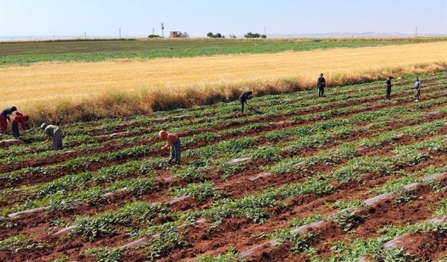 Diyarbakır Karpuzunu Dolu Vurdu: Bu Yıl Hasat Gecikecek