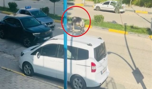 Diyarbakır'da Kara Yoluna Çıkan Eşek Sürücülere Zor Anlar Yaşattı
