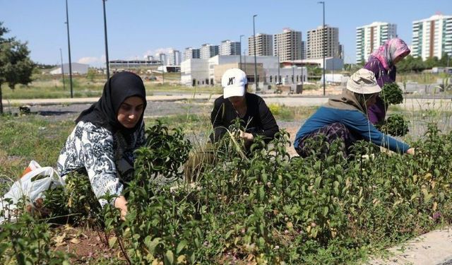Kadınların Yetiştirdiği  tıbbi ve aromatik Bitkilerin İlk Hasadı Yapıldı