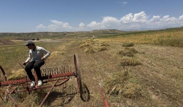 Mercimek Hasadında Çiftçi Rekolteden Umutlu