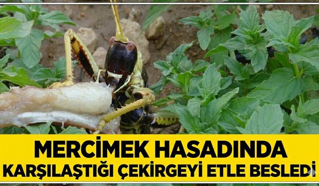Mercimek Hasadında Karşılaştığı Çekirgeyi Etle Besledi