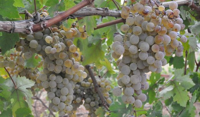 Gercüş’te Üretim, İşleme ve Paketleme Tesisi Kurulacak