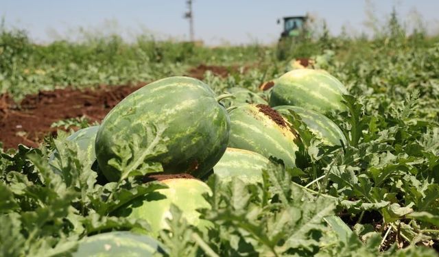 Lezzeti Toprağından, Şöhreti İriliğinden: Diyarbakır Karpuzunda Hasat Dönemi