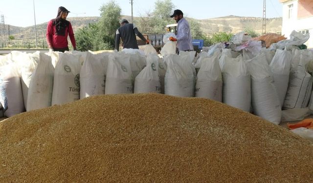 Bölgede Arpa ve Buğday Hasadı Başladı: Verim Çiftçiyi Sevindirdi