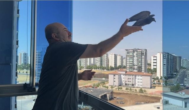 Dairenin Asma Tavan Boşluğunda Mahsur Kalan Güvercin Kurtarıldı
