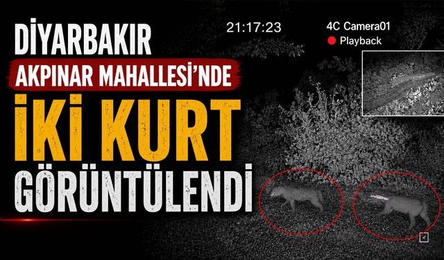 Diyarbakır Akpınar Mahallesi'nde İki Kurt Kameraya Yansıdı