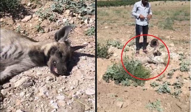 Aşılama Yapan İşçi Fark Etti:Nesli Tükenme Tehlikesindeki Çizgili Sırtlan Ölü Bulundu