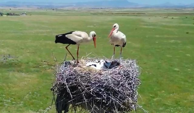 Dicle Elektrik, Göçmen Kuşları Koruma Projesini Genişletiyor