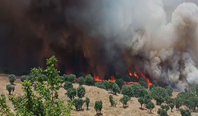 Diyarbakır'da Korkutan Bilanço: 2 Ayda 100 Bin Hektar Kül Oldu