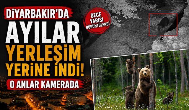Diyarbakır'da Ayılar Yerleşim Yerine İndi: O Anlar Kamerada
