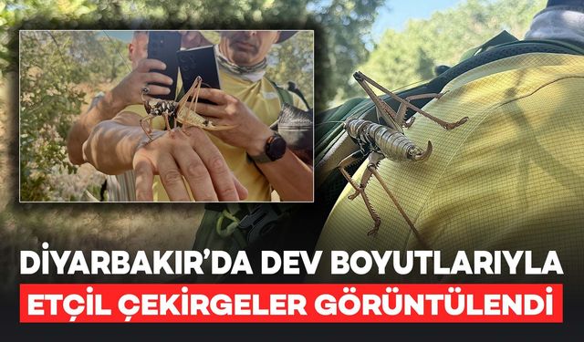 Diyarbakır'da Dev Etçil Çekirgeler Görüntülendi
