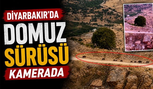 Diyarbakır'da Domuz Sürüsü Kamerada