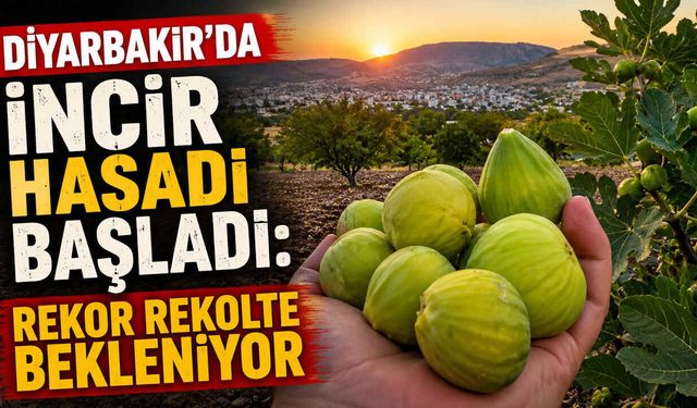 Diyarbakır'da İncir Hasadı Başladı: Rekor Rekolte Bekleniyor