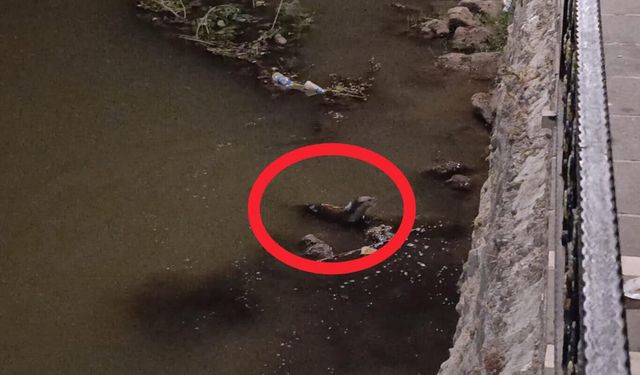 Diyarbakır'da Nesli Tükenmekte Olan Su Samurları Görüldü