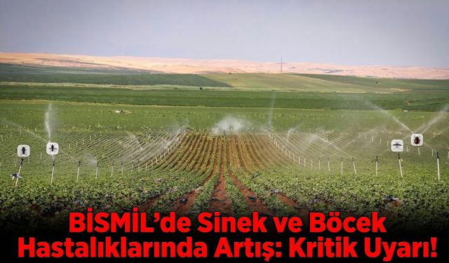 Sinek ve Böcek Hastalıklarında Artış: Uzmanlardan Kritik Uyarı!