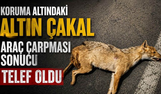 Koruma Altındaki Altın Çakal Araç Çarpması Sonucu Telef Oldu