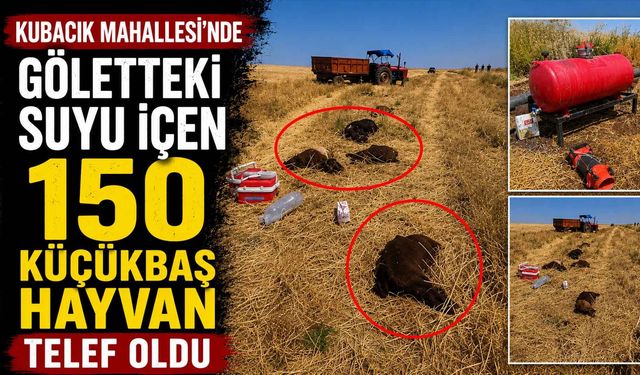 Kubacık Mahallesi'nde Göletteki Suyu İçen 150 Küçükbaş Hayvan Telef Oldu