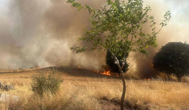 Trafo Yangınında 1 Hektarlık Ağaçlık Alan Küle Dönüştü
