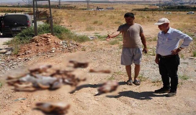 Yol Kenarına Atılan At Kafatasları Ve Kemikleri Vatandaşları Tedirgin Etti