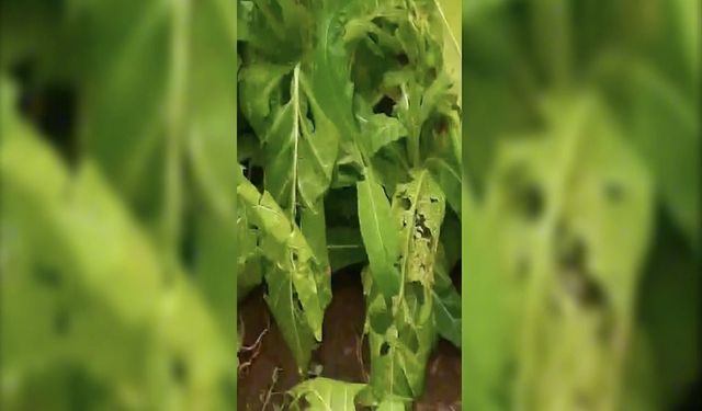 Etkili Olan Dolu Yağışı Nedeniyle Tütün ve Ekili Tarım Arazileri Zarar Gördü