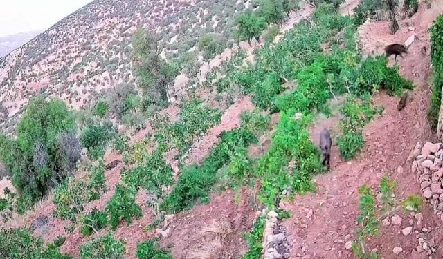 Domuzlar Tarım Arazilerine İndi: Fıstık ve Bağlar Zarar Gördü