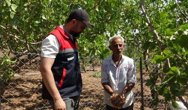 Merak Ettiği Safran Çiftçinin Yüzünü Güldürdü