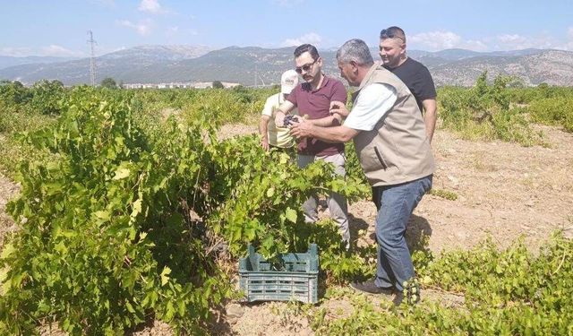 Binbir Emekle Yetiştirilen Üzümler Kasalardaki Yerini Alıyor