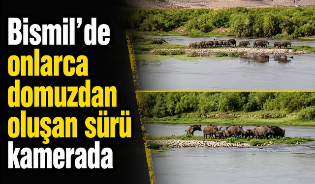 Bismil’de onlarca domuzdan oluşan sürü kamerada
