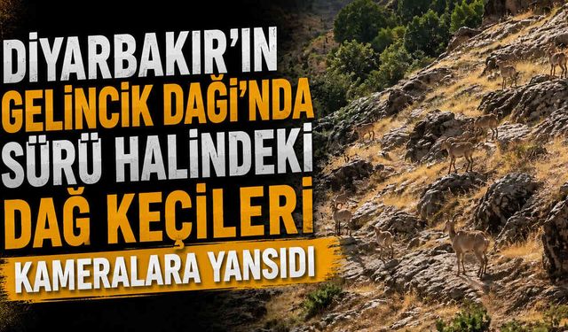Diyarbakır’ın Gelincik Dağı'nda Sürü Halindeki Dağ Keçileri Kameralara Yansıdı