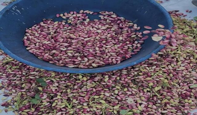 Fıstık Üreticilerine Erken Hasat Uyarısı Yapıldı