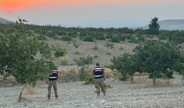 Jandarmadan Fıstık Bahçelerine Sıkı Nöbet