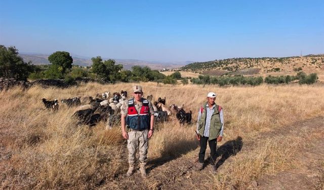 Kayıp 50 Küçükbaş Hayvan Jandarma Tarafından Bulundu