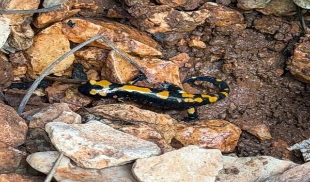 Nadir Görülen Ateş Semenderi Görüntülendi