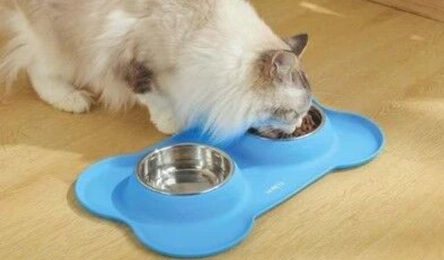 KEDİ VE KÖPEKLER İÇİN MAMA VE KEDİ KUMU SATIN ALINACAKTIR