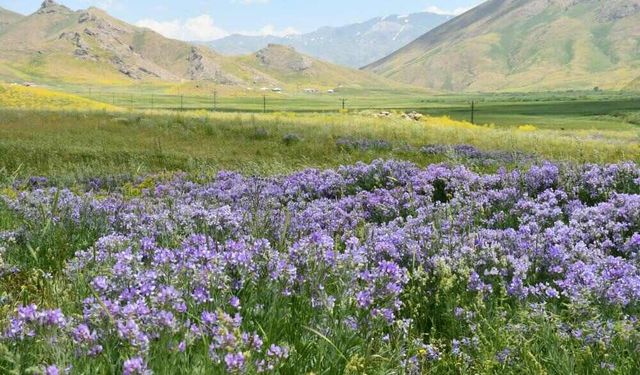 Şırnak'ta 2 Bin 650 Rakımda Lavanta Şöleni