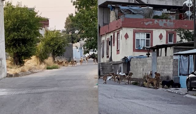 Gaziantep’te sürü halinde dolaşan sokak köpekleri tedirgin etti