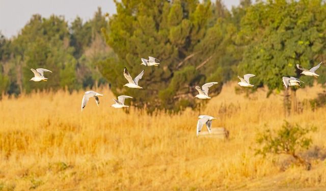 Diyarbakır’da Göçmen Kuşların Mola Noktası: Leylekler Akın Etti