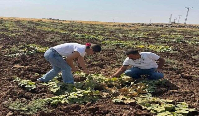 Kebeli Köyündeki Kavun ve Karpuz Tarlaları Incelendi