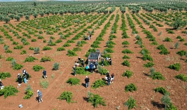 4 Ülkeden Gençler Kilis'te Üzüm Hasadında Buluştu