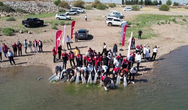 Çamgazi Barajı’na 680 Bin Yavru Sazan Bırakıldı