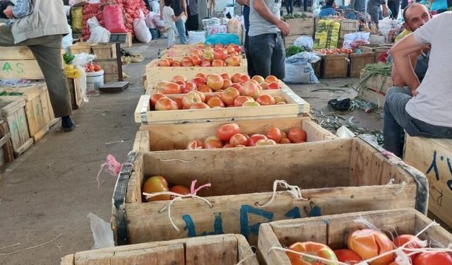 Çüngüş’te Ata Tohumu Domates Hasadı Başladı