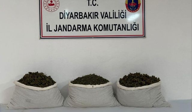 Diyarbakır’da uyuşturucu operasyonları: 253 bin kök kenevir ele geçirildi