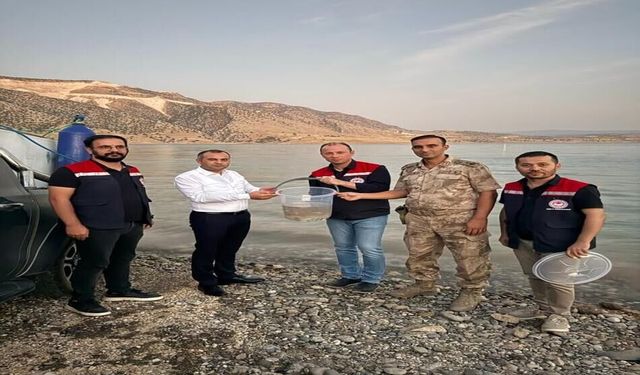 Ilısu Barajı'nda Balık Popülasyonunu Artırmak İçin 1 Milyon Şabut Balığı Bırakıldı
