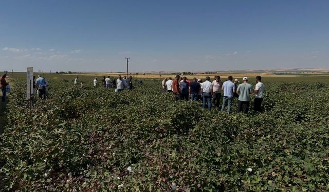 Bismil’de HEKTAŞ Tohum tarla günü düzenlendi