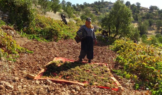 Bağ Bozumu Başladı: Kışlık Kuru Üzüm İçin Hummalı Çalışma